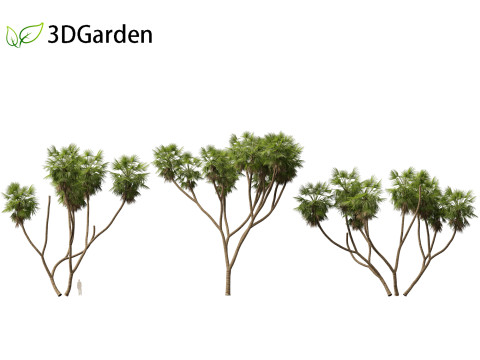 Hyphaene thebaica - Doum palm 3D मॉडल