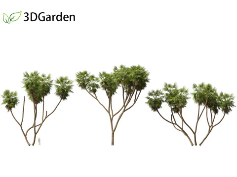Hyphaene thebaica - Doum palm 3D Model