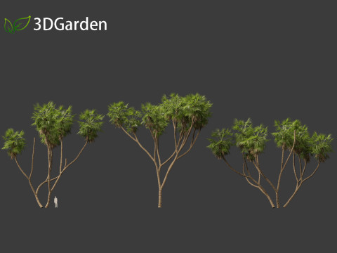Hyphaene thebaica - Doum palm 3D मॉडल