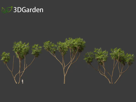Hyphaene thebaica - Doum palm 3D Model