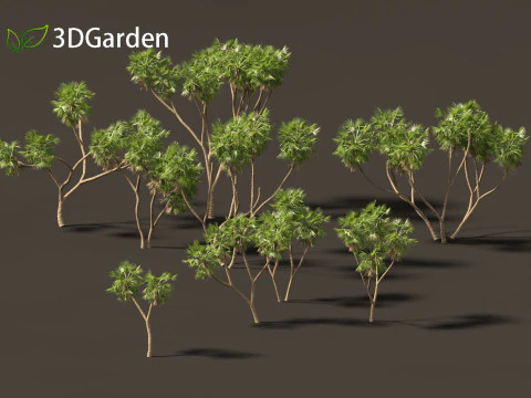 Hyphaene thebaica - Doum palm 3D Model