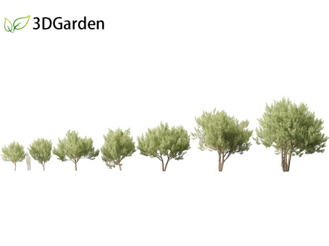Kiggelaria africana - the wild peach 3Dモデル