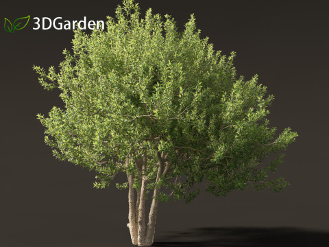 Kiggelaria africana - the wild peach 3D Model