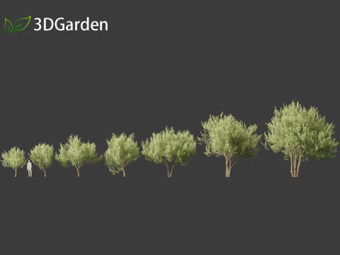 Kiggelaria africana - the wild peach 3D Model