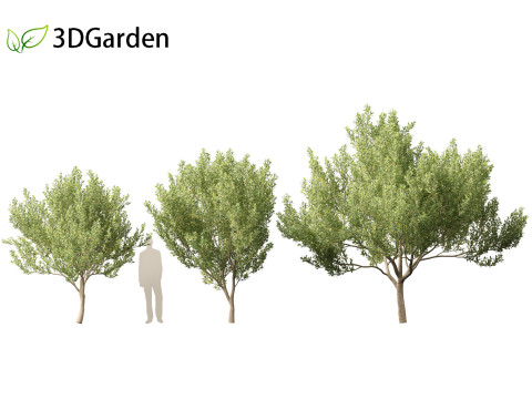 Kiggelaria africana - the wild peach 3D Model