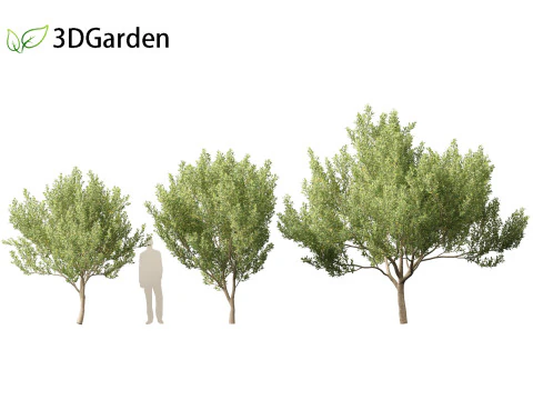 Kiggelaria africana - the wild peach 3D Model