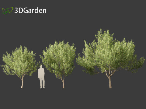 Kiggelaria africana - the wild peach 3D Model