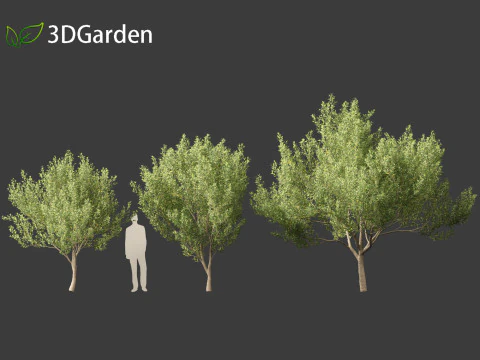 Kiggelaria africana - the wild peach 3D Model