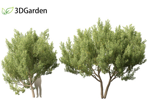 Kiggelaria africana - the wild peach 3D Model