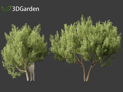 Kiggelaria africana - the wild peach 3D Model