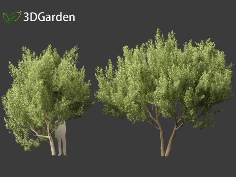 Kiggelaria africana - the wild peach 3D Model