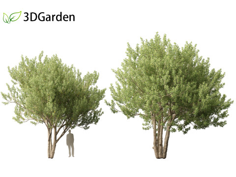 Kiggelaria africana - the wild peach 3D Model