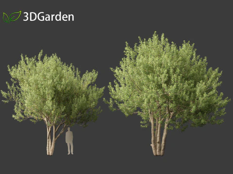Kiggelaria africana - the wild peach 3D Model