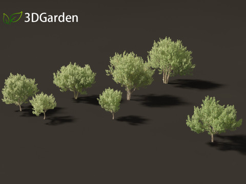 Kiggelaria africana - the wild peach 3D Model