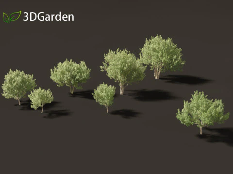 Kiggelaria africana - the wild peach 3D Model