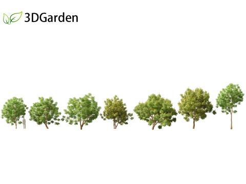 Paubrasilia echinata - Brazilwood 3D Model