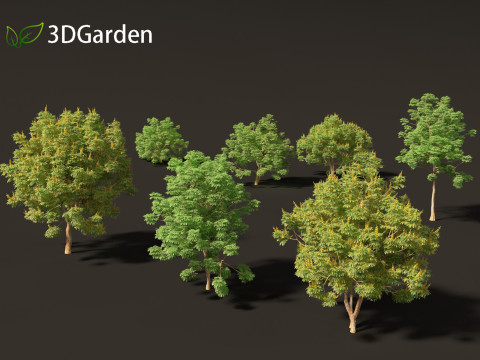 Paubrasilia echinata - Brazilwood Modello 3D