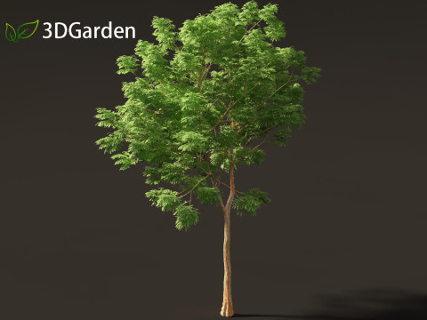 Paubrasilia echinata - Brazilwood Modello 3D
