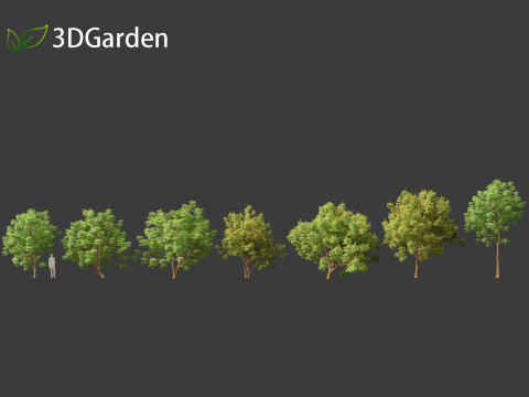 Paubrasilia echinata - Brazilwood Modello 3D