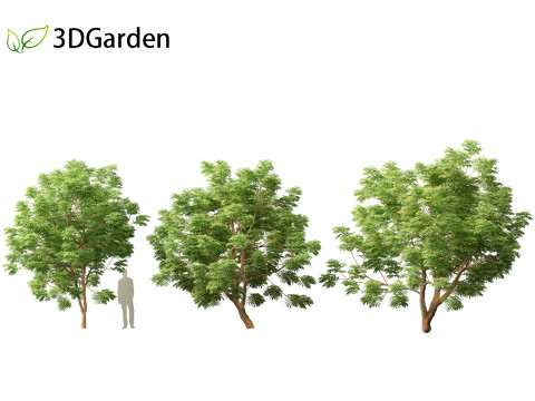 Paubrasilia echinata - Brazilwood Modello 3D