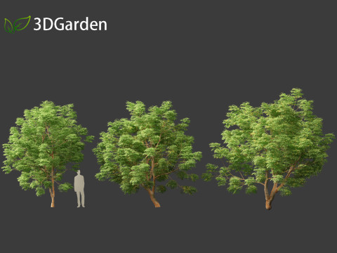 Paubrasilia echinata - Brazilwood Modello 3D