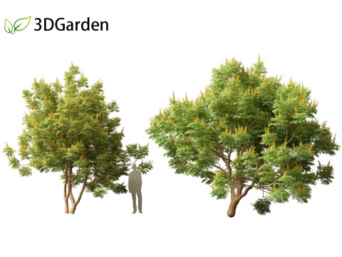 Paubrasilia echinata - Brazilwood Modello 3D
