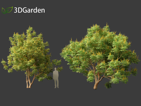 Paubrasilia echinata - Brazilwood Modello 3D