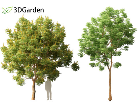 Paubrasilia echinata - Brazilwood Modello 3D