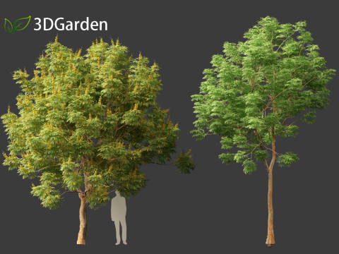 Paubrasilia echinata - Brazilwood Modello 3D