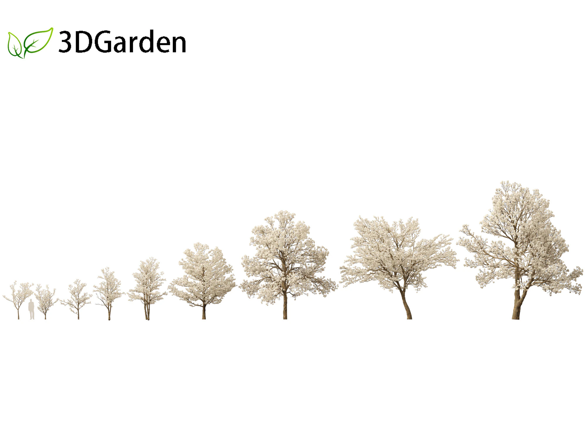 Tabebuia roseoalba - White Ipe 3D Model .c4d .max .obj .3ds .fbx .stl .blend 