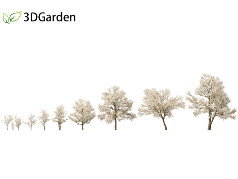 Tabebuia roseoalba - White Ipe 3D-Modell