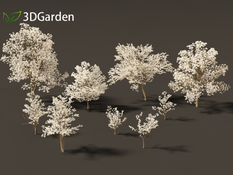 Tabebuia roseoalba - White Ipe Modèle 3D