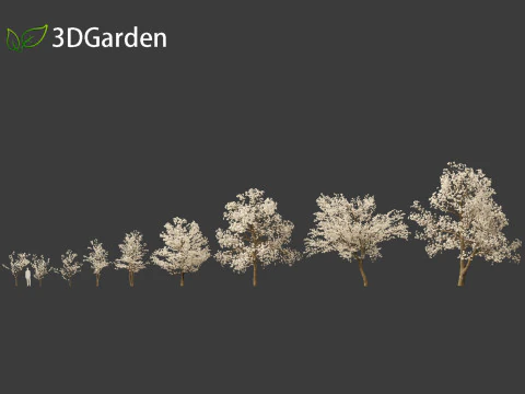 Tabebuia roseoalba - White Ipe 3D Model