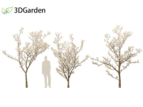 Tabebuia roseoalba - White Ipe 3D Model