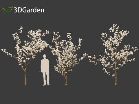 Tabebuia roseoalba - White Ipe Modèle 3D
