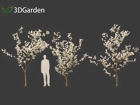 Tabebuia roseoalba - White Ipe 3D Model