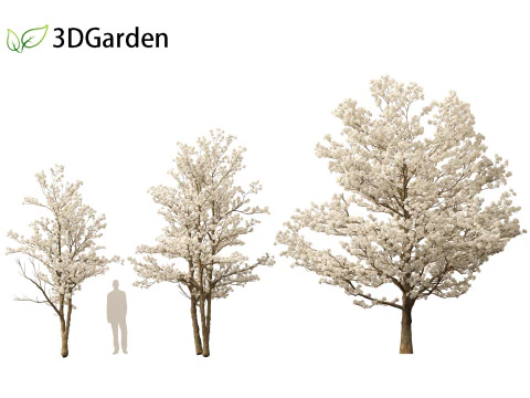Tabebuia roseoalba - White Ipe 3D Model