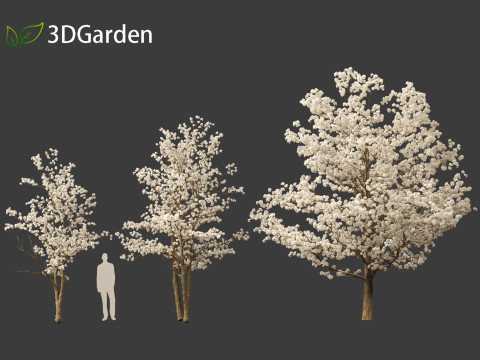 Tabebuia roseoalba - White Ipe Modèle 3D