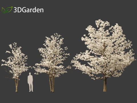 Tabebuia roseoalba - White Ipe 3D Model