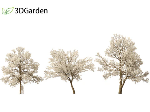 Tabebuia roseoalba - White Ipe 3D Model