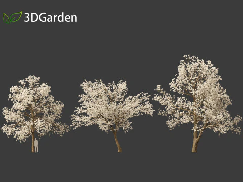 Tabebuia roseoalba - White Ipe 3D Model