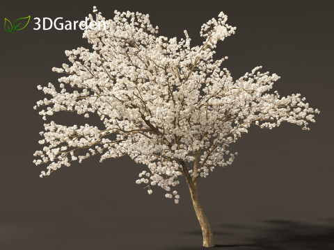 Tabebuia roseoalba - White Ipe Modèle 3D