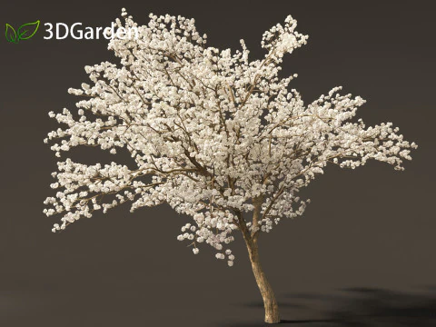 Tabebuia roseoalba - White Ipe 3D Model