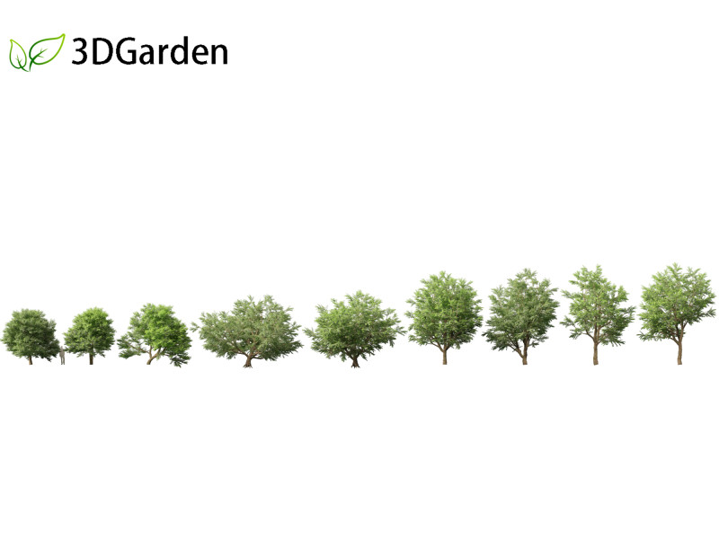 Tamarindus indica - Tamarind tree Modelo 3D .c4d .max .obj .3ds .fbx .stl .blend 