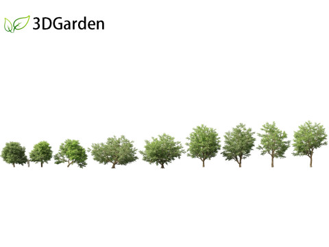 Tamarindus indica - Tamarind tree 3D Model