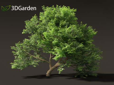 Tamarindus indica - Tamarind tree Modelo 3D