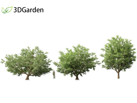Tamarindus indica - Tamarind tree Modelo 3D