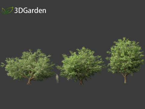 Tamarindus indica - Tamarind tree Modelo 3D