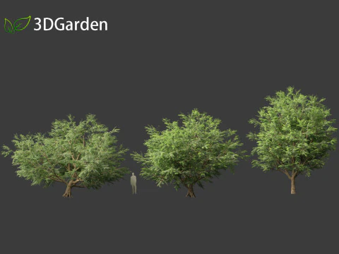 Tamarindus indica - Albero di tamarindo Modello 3D