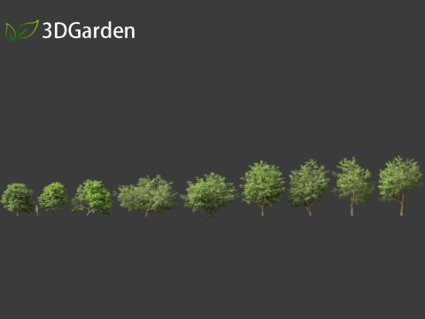 Tamarindus indica - Tamarind tree Modelo 3D